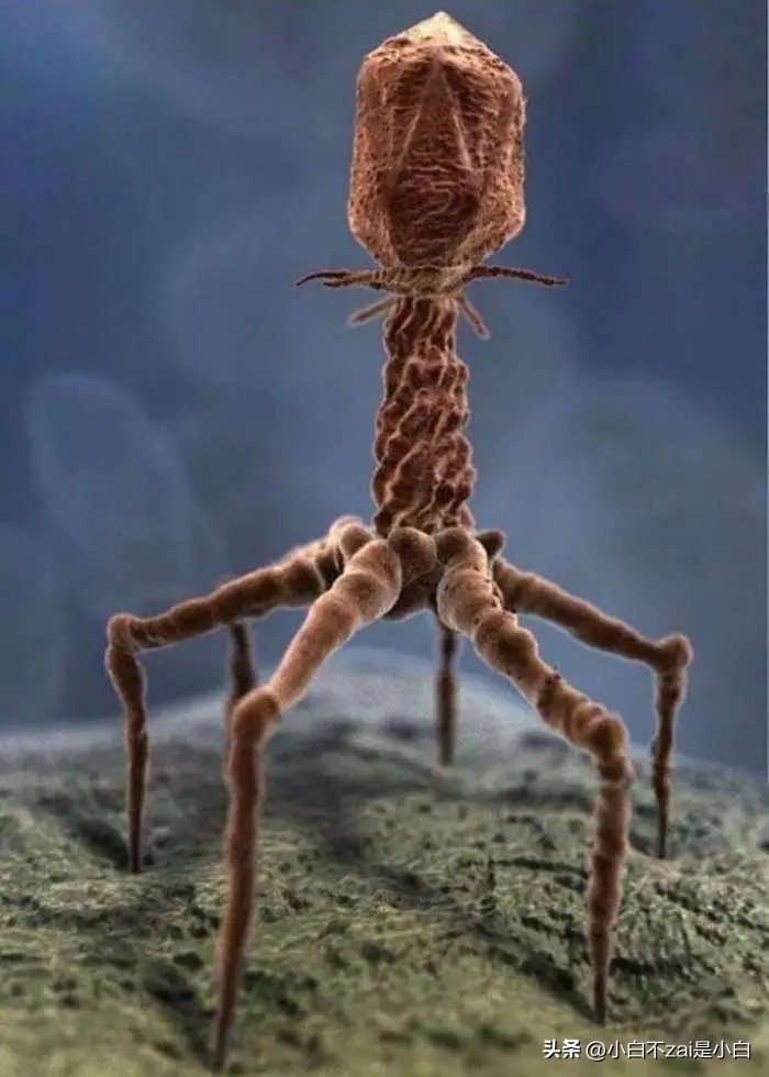 显微镜观察昆虫脸视频,昆虫在显微镜下的真正面目