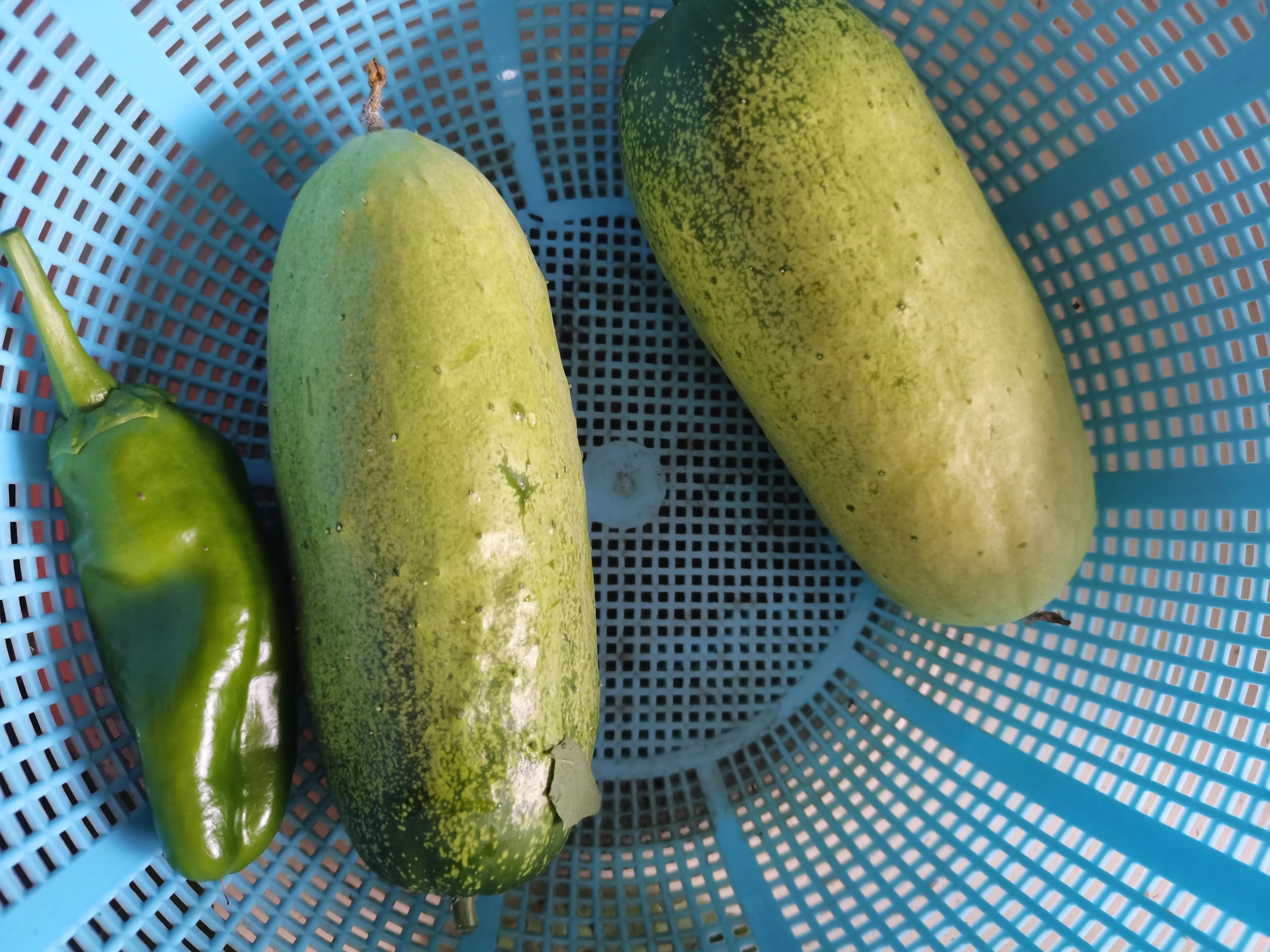 花园里的一年四季,春天花园里美丽景色