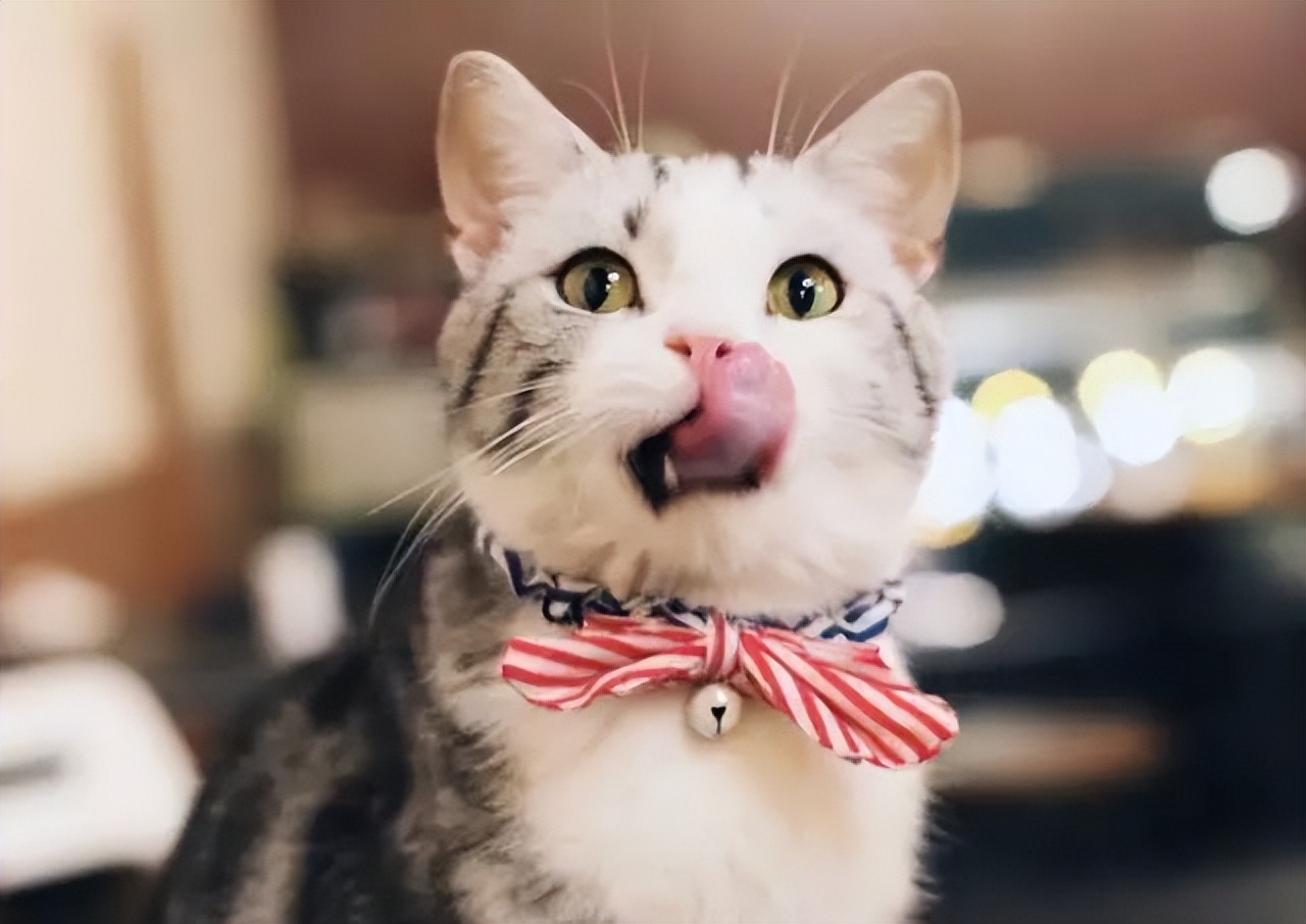 猫咪生长到几个月才会停止成长,猫咪寿命最短的表现