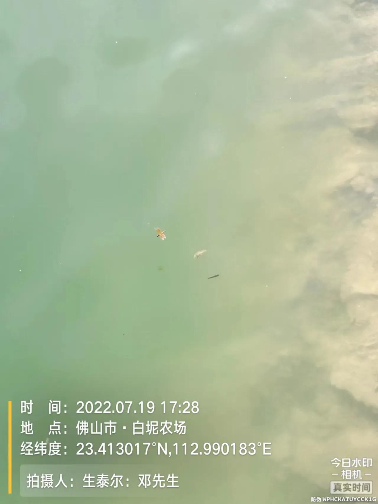 鱼杯状病毒怎么治疗,生鱼弹状病毒特征