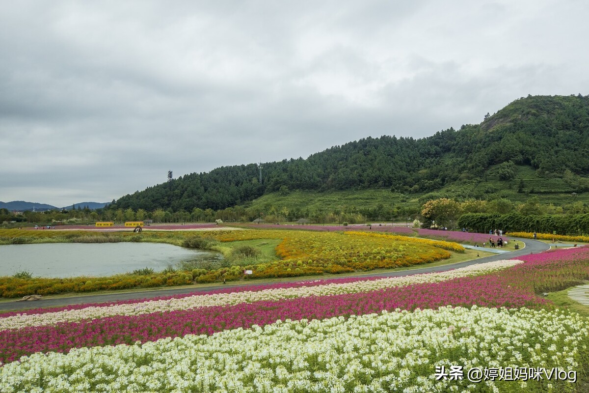 杭州径山花海景区,2月份杭州小众旅游攻略