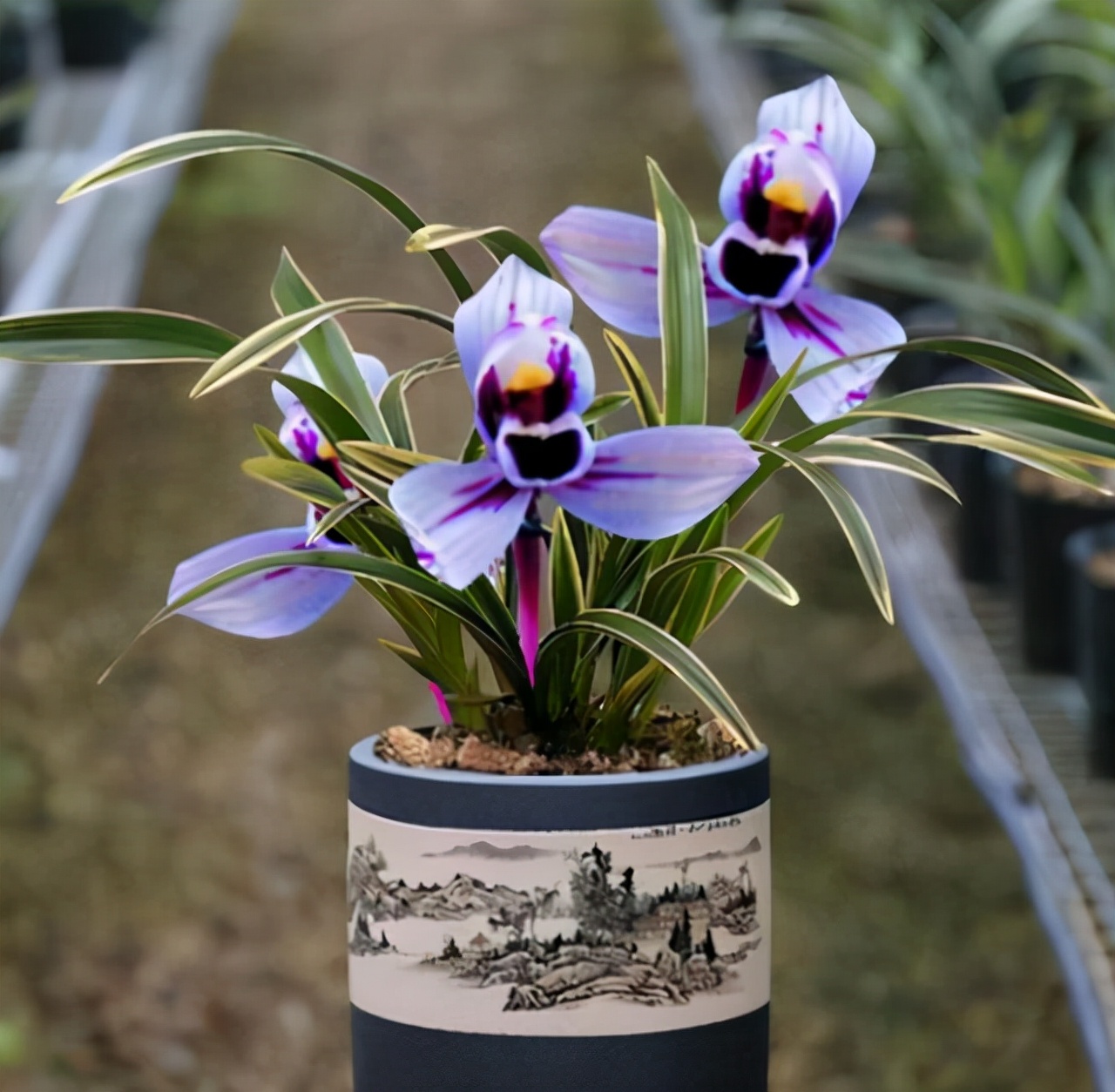 建兰紫月荷是真的吗,建兰紫月荷价格