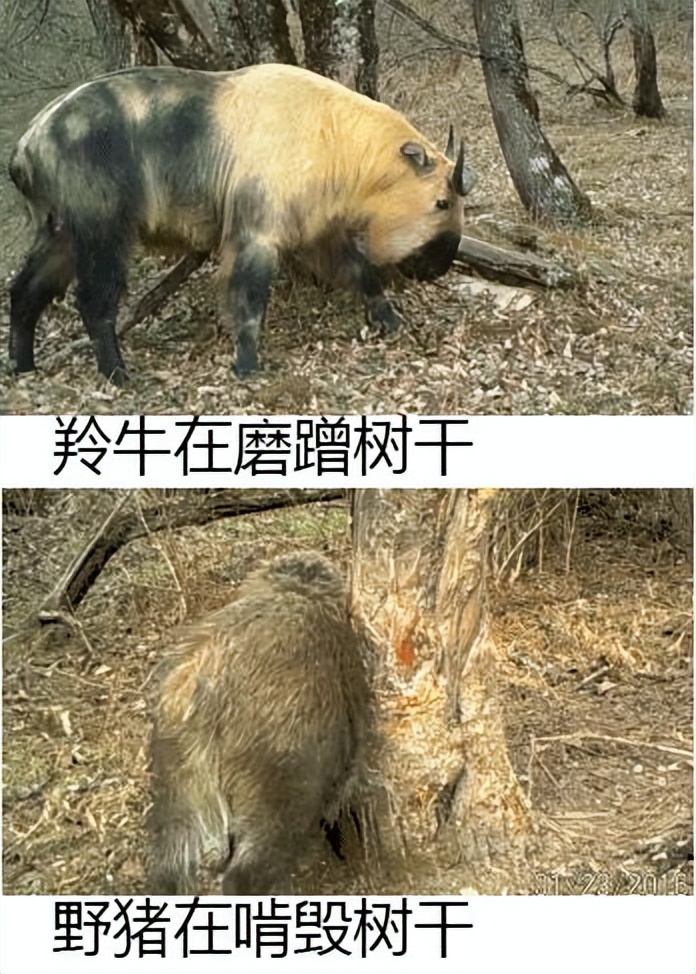 四川发现一大熊猫，在竹林转悠，还在一棵树边，表演“倒立撒尿”