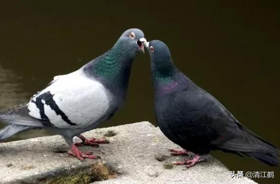 鸽子站在地上怎么去识别它是公鸽还是母鸽？5个部位不同决定性别