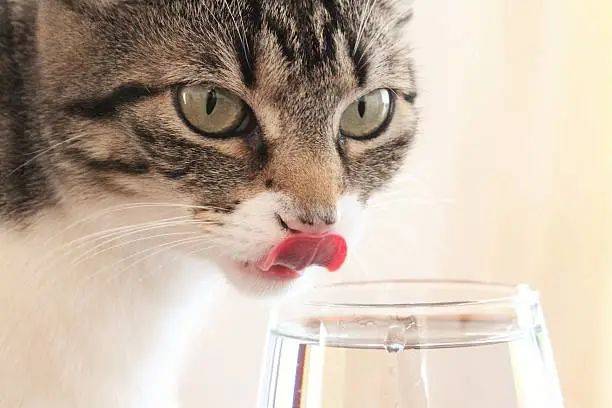 猫不喝水怎么办,猫咪主食冻干要复水么