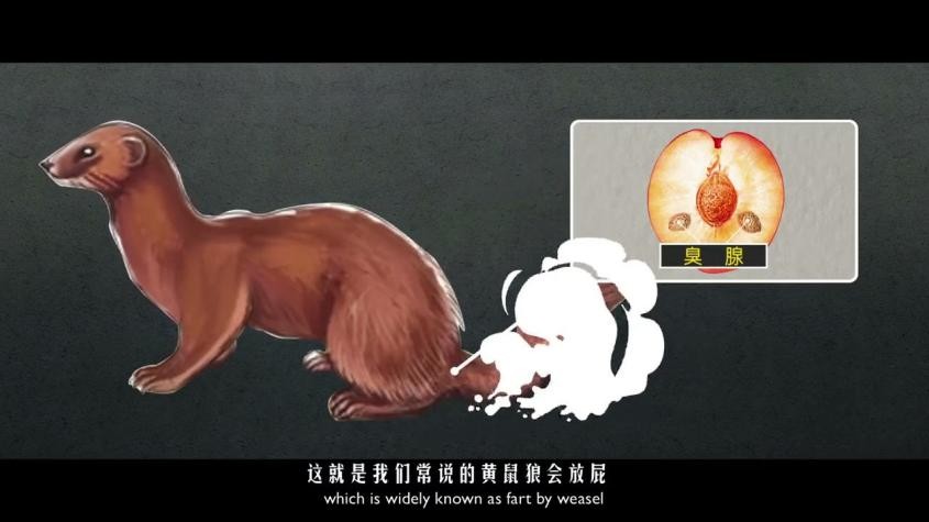 黄鼠狼会记仇是封建迷信吗,黄鼠狼白天有什么征兆