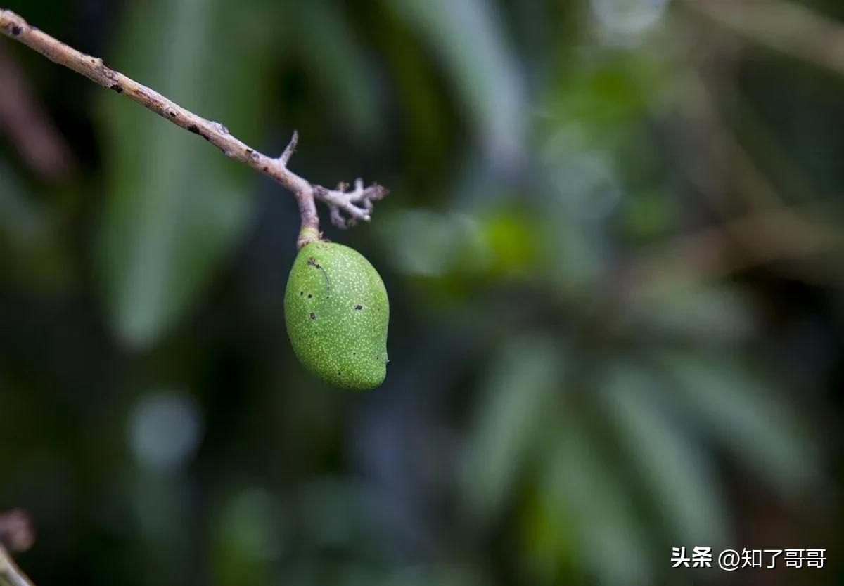 为什么凤凰男普遍自私,凤凰男的缺点和坏处