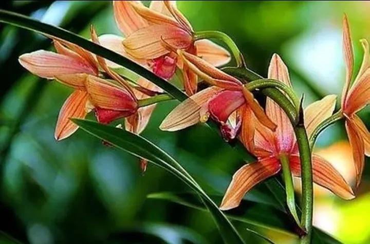 大红袍兰花是什么品种,兰花的品种什么最好