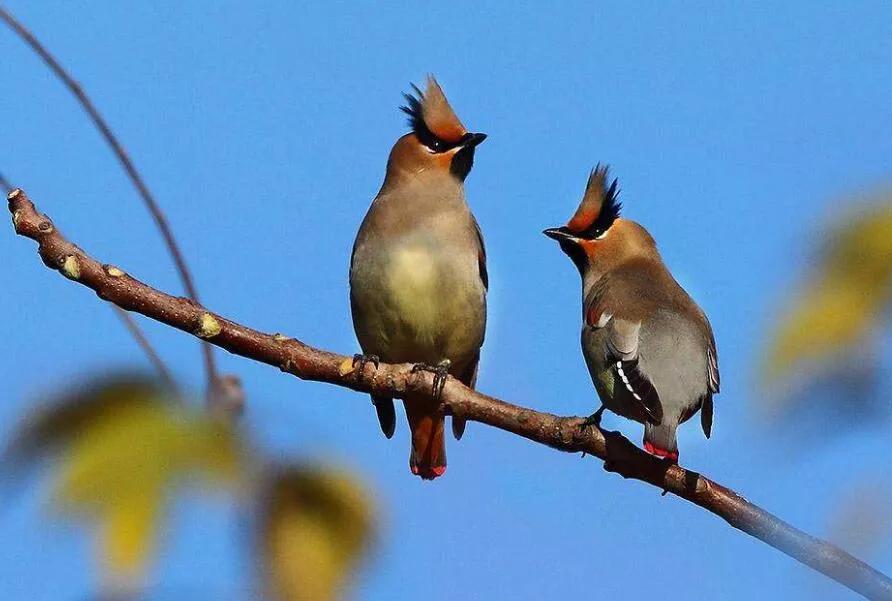 太平鸟图片大鸟,太平鸟图片大全高清壁纸