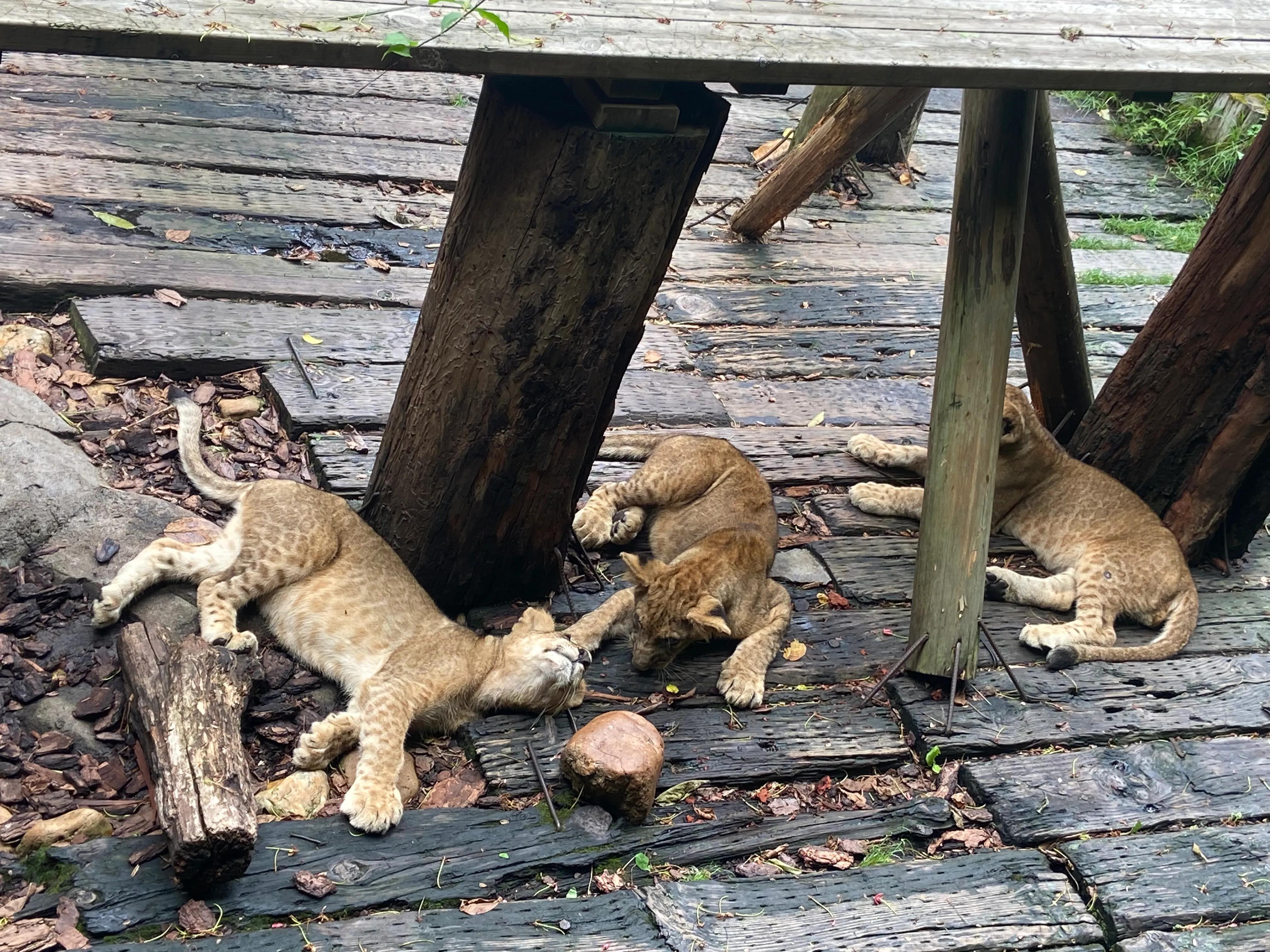 番禺长隆野生动物园旅游攻略,广州长隆野生动物园一日游攻略