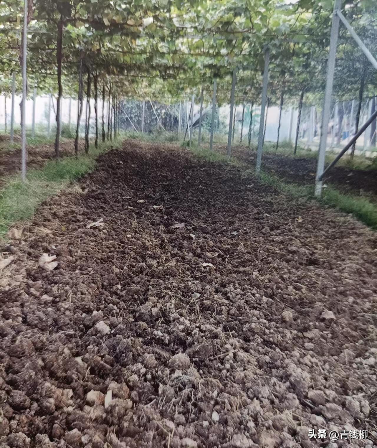 阳光玫瑰葡萄种植土处理,种阳光玫瑰葡萄怎样改良土壤