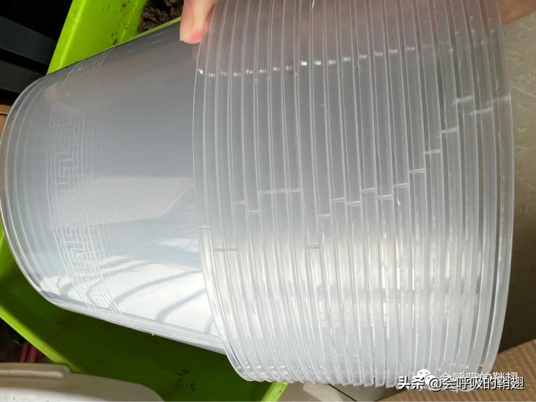 野生中华大扁锹如何繁殖,中华大扁锹繁殖用什么