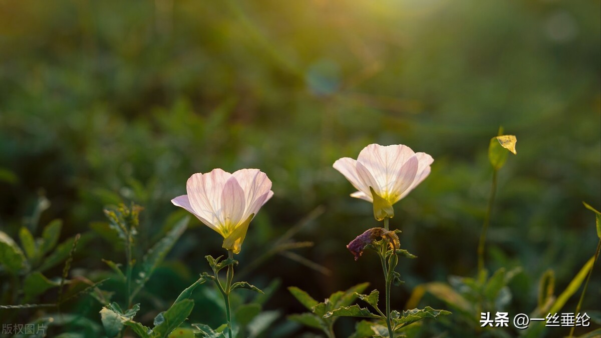 58岁阿姨谈搭伙过日子,65岁阿姨坦言搭伙过日子八年