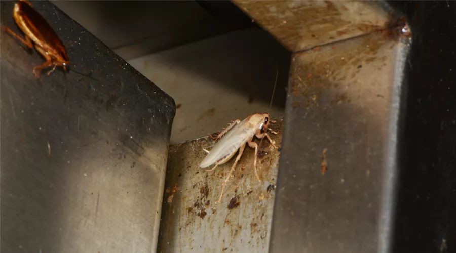 蟑螂怎么正确消灭最彻底非广告,蟑螂怎么正确消灭最彻底不看广告