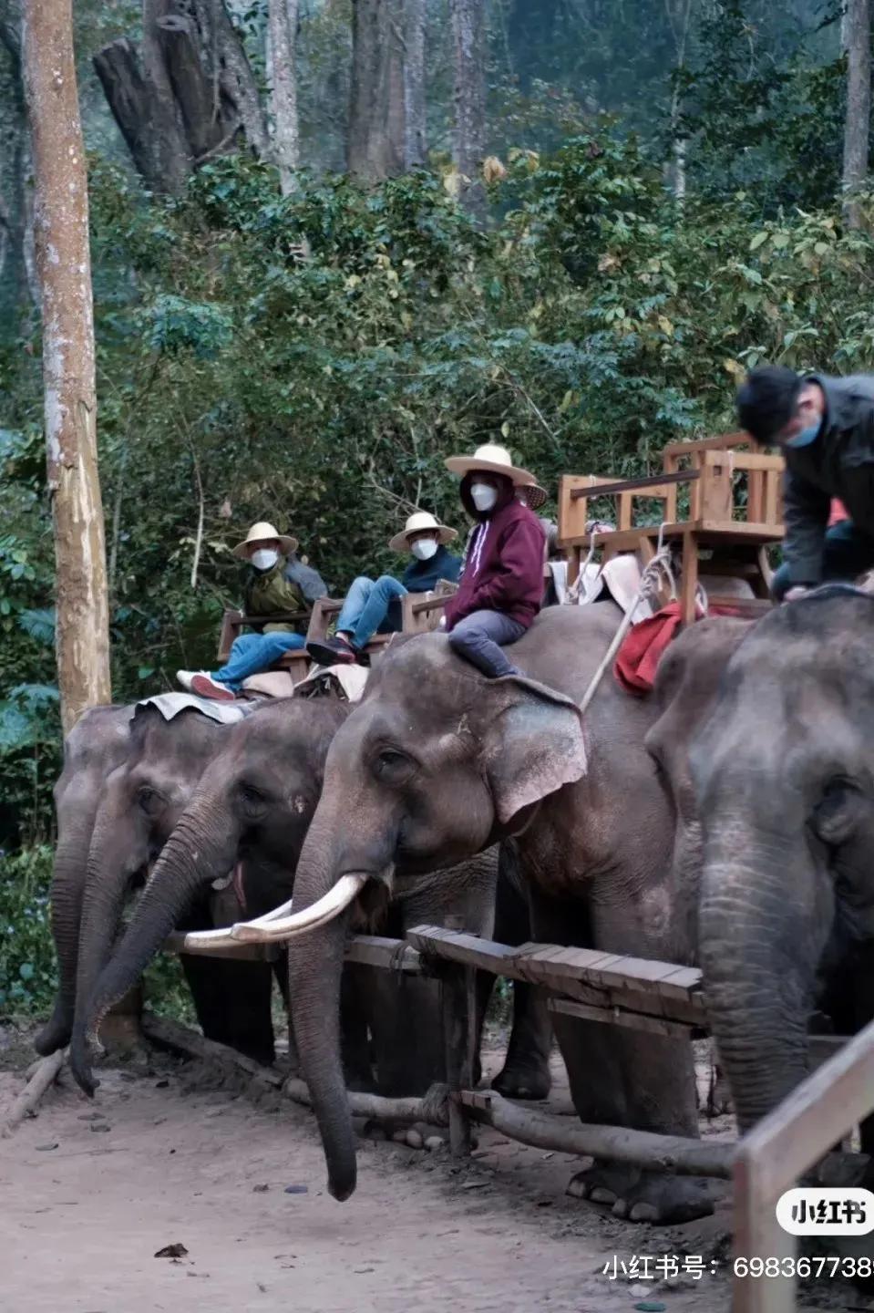 野象谷：给大象拴铁链子，好比人类遛狗的时候拴狗绳