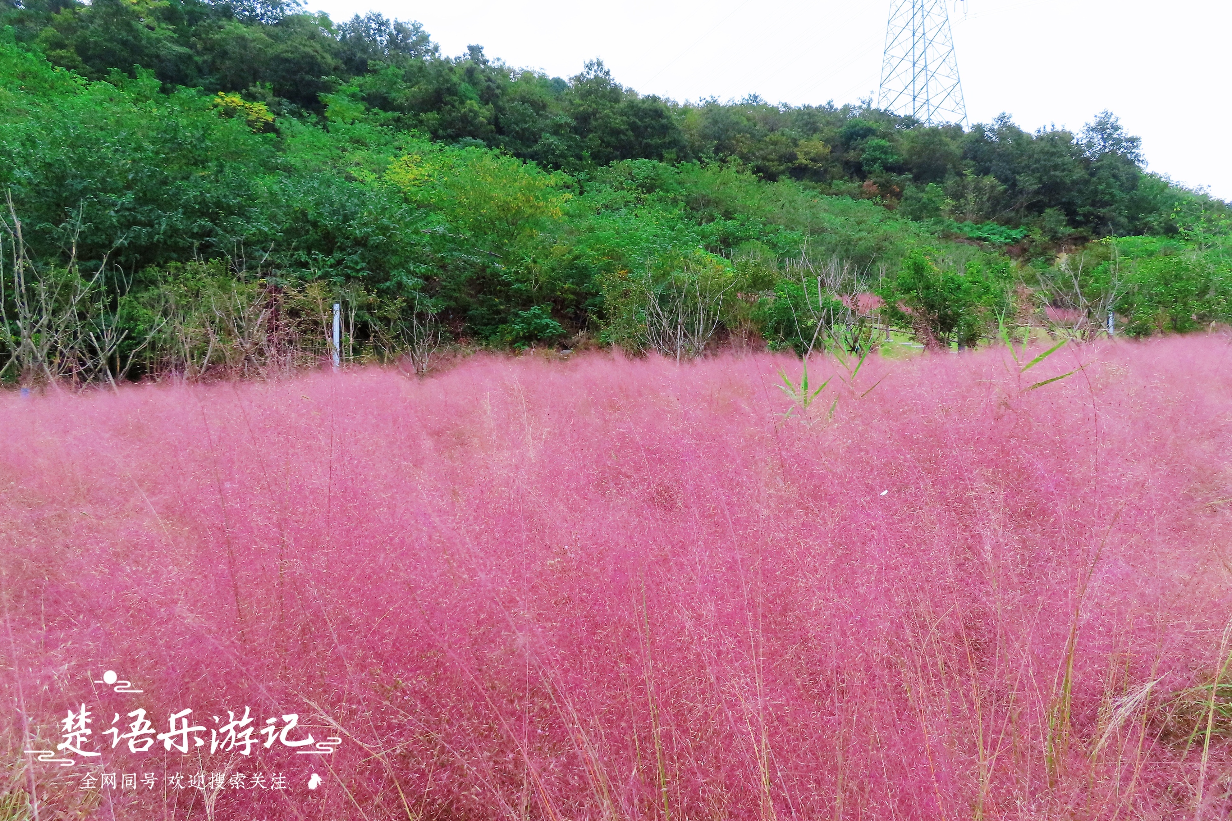 宁波附近粉黛花海,粉黛花海宁波