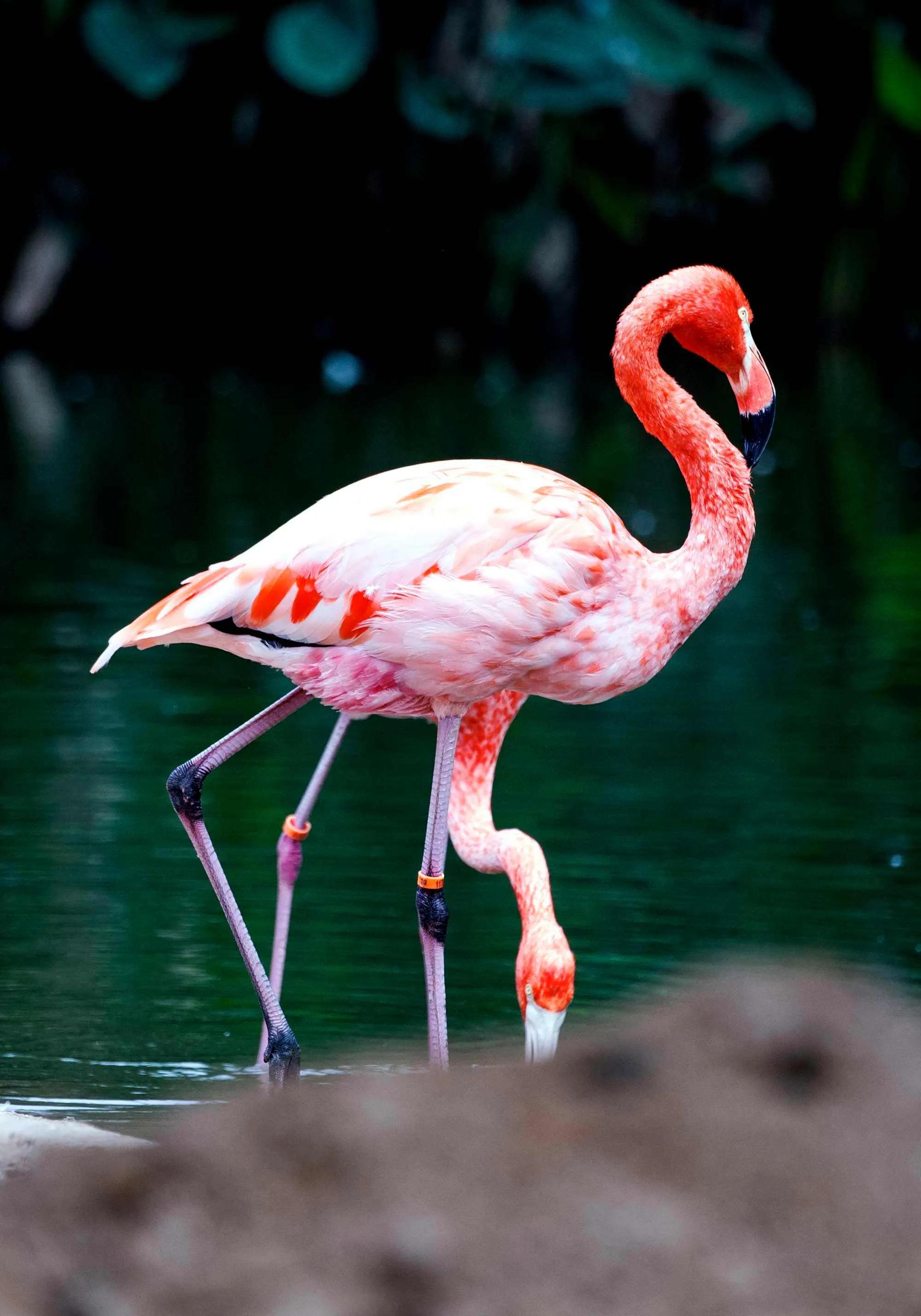 广州长隆野生动物世界有大象吗,广州长隆野生动物世界有多少动物