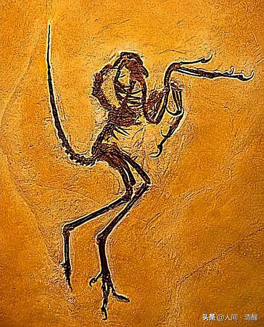 首次挖掘带羽毛的恐龙图片,全部带羽恐龙介绍纪录片