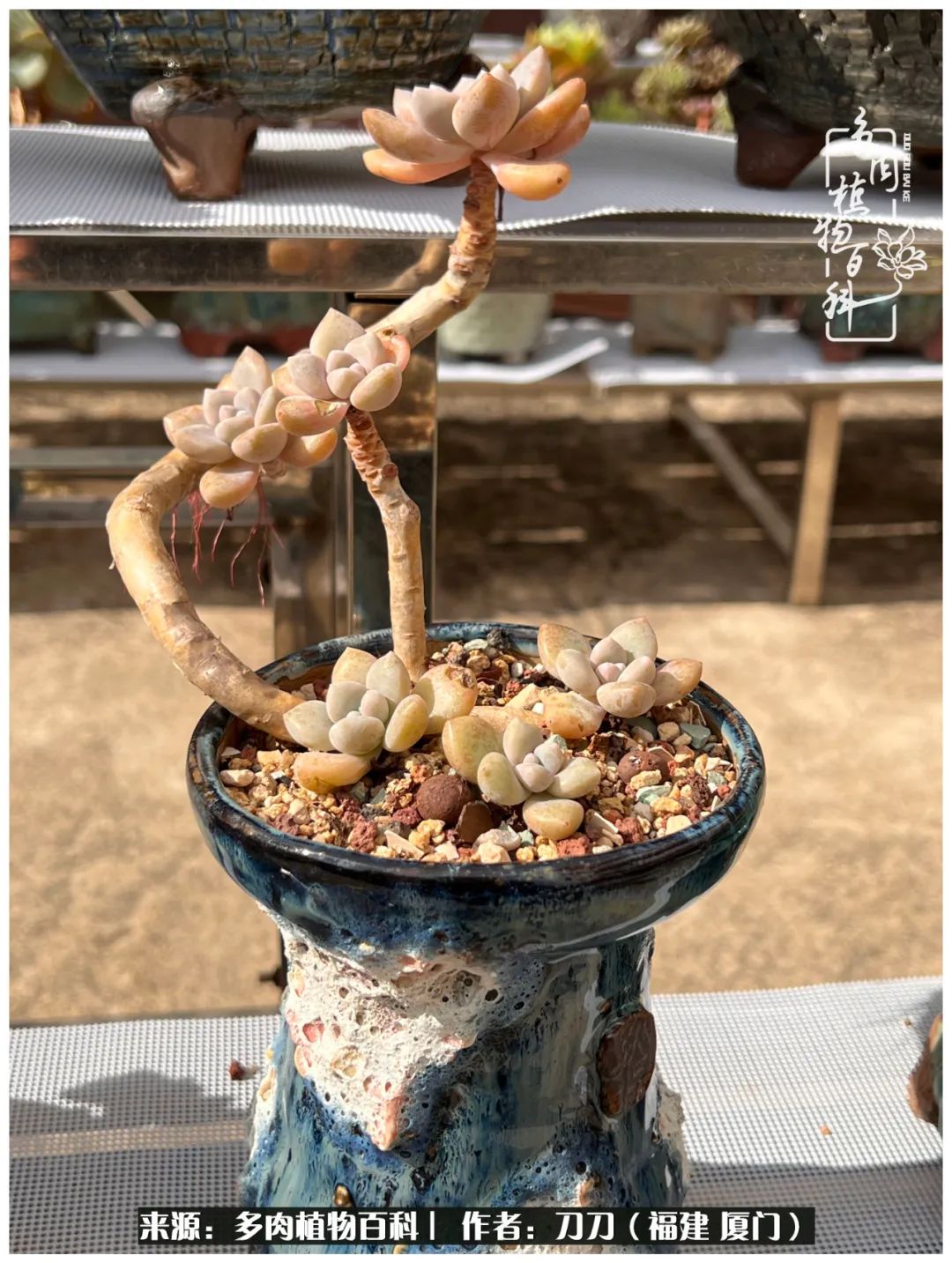 多肉夏季不好养品种有哪些,高花盆为什么养不好多肉