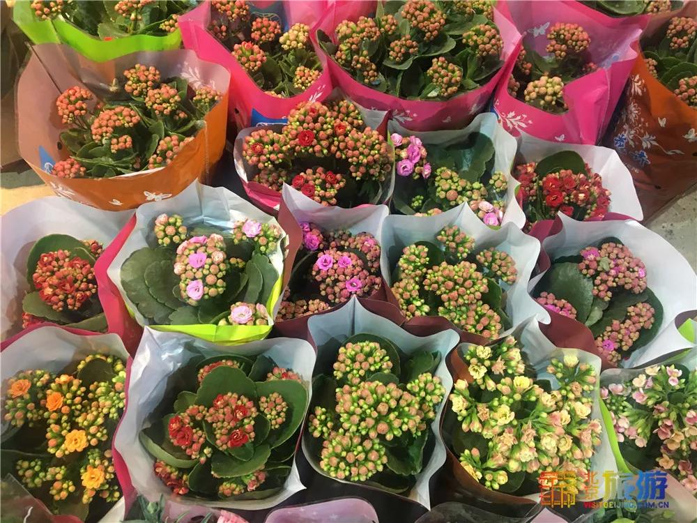 京南永清花卉批发市场,京南花卉批发市场