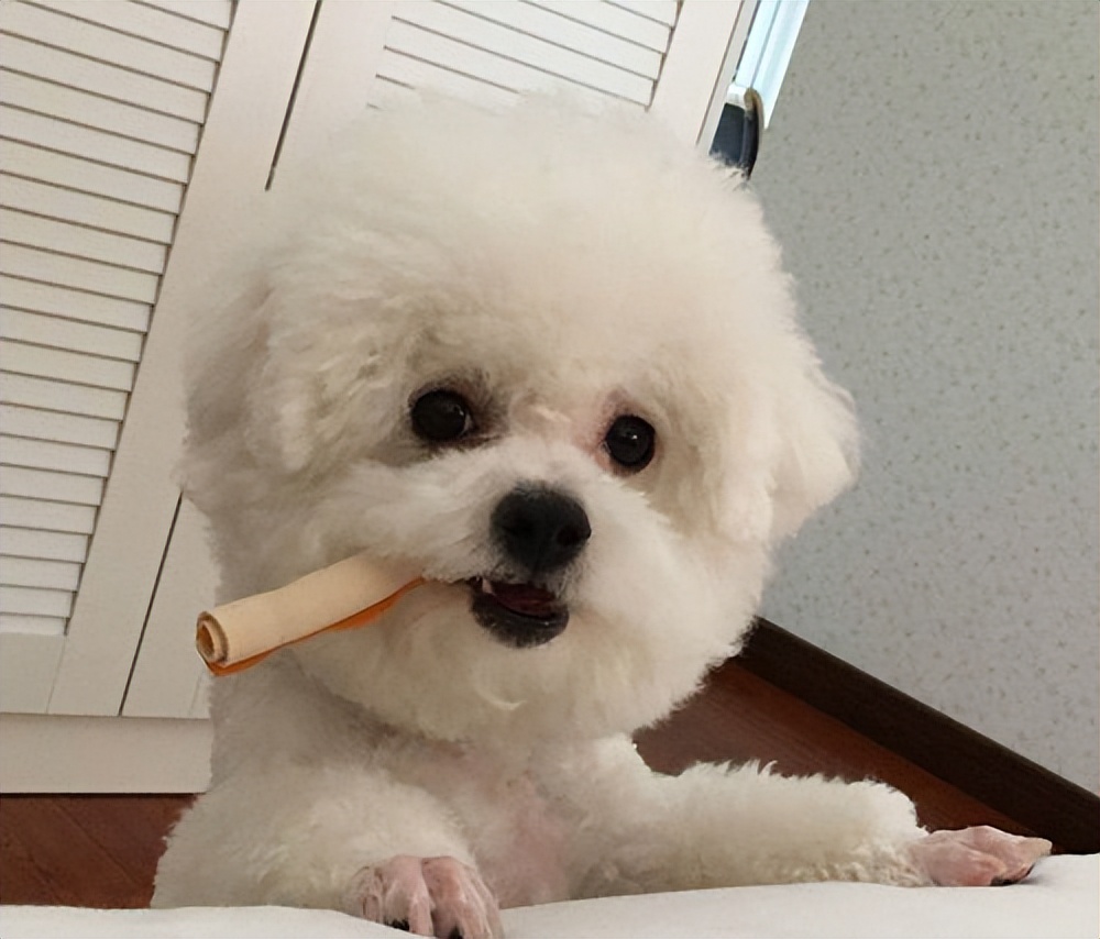 两个多月比熊犬拉稀呕吐怎么回事,比熊犬半夜呕吐黄色沫子怎么回事