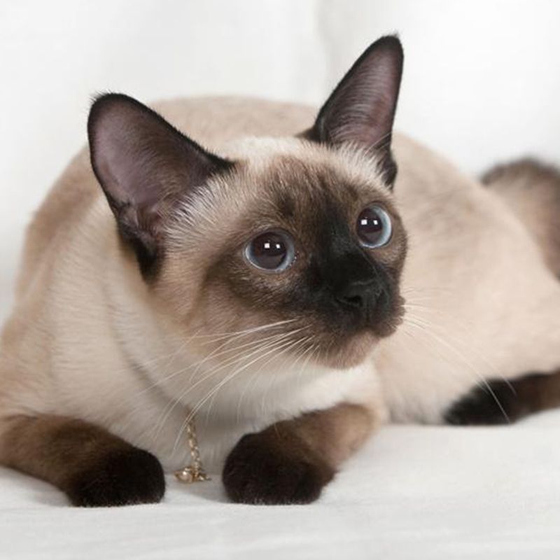 猫舍出售1000以内的猫,猫舍买只猫要多少钱