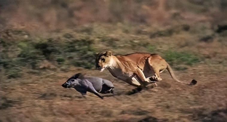 祁连山发现猛兽,祁连山发现的雪豹