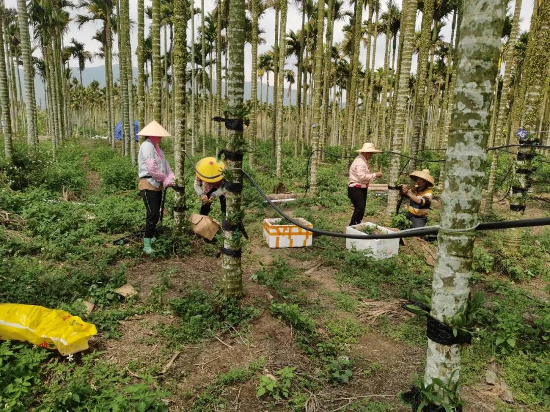 槟榔造成的癌症人数,槟榔导致癌症的过程