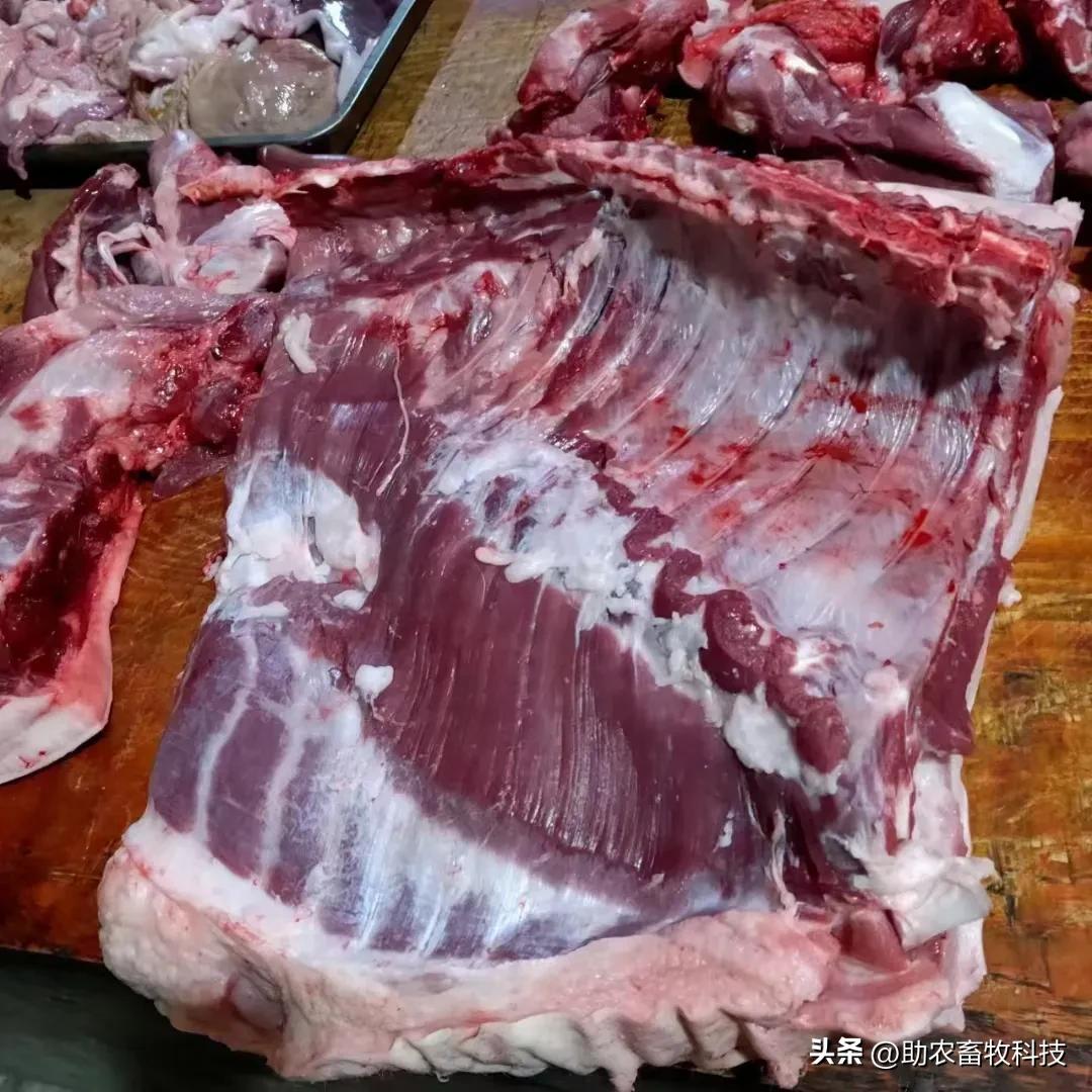 中草药发酵饲料快速养猪技巧,快速发酵养猪配方技术