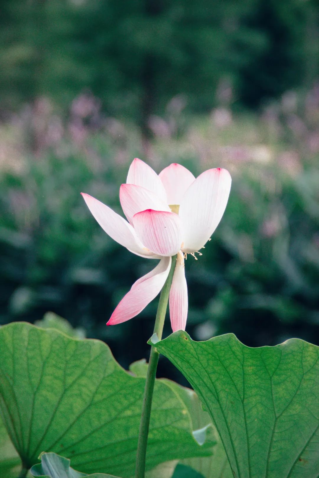 最美荷花的诗句,十首荷花诗句唯美了整个夏天