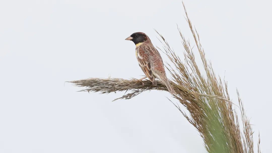 鸟人图鉴│守护稻田里的精灵，甄军寻找黄胸鹀