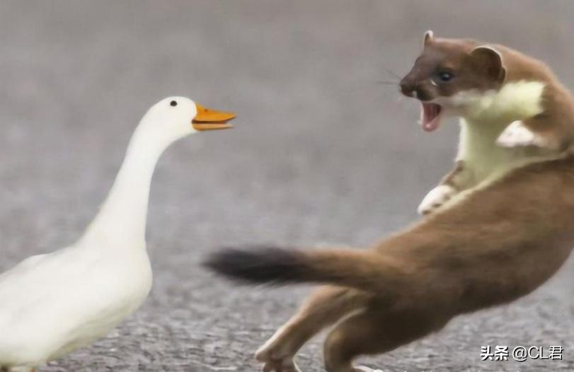 黄鼠狼为啥最怕鹅鹅到底有多厉害,农村三霸大鹅终于遇到对手了