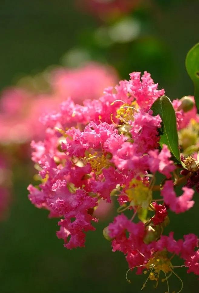 紫薇花壁纸高清全屏,唯美紫壁纸