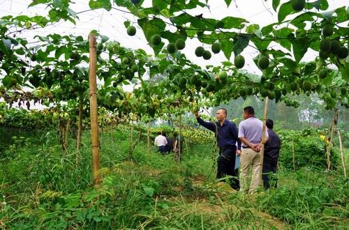 2021农村最赚钱行业,2023年以后农村哪些行业最赚钱