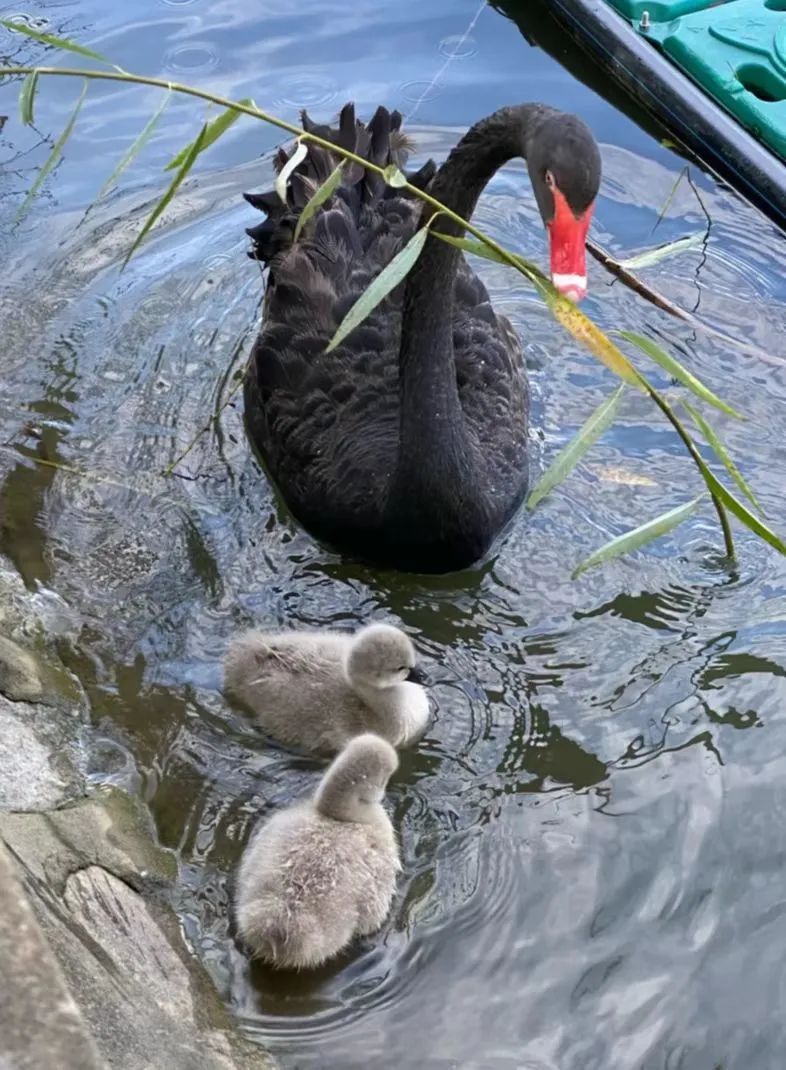 天津遛娃好地方,天津遛娃的免费公园