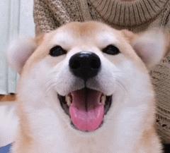 宠主三个月狗狗眼睛变白色？菲尔顿：再不治就要失明了