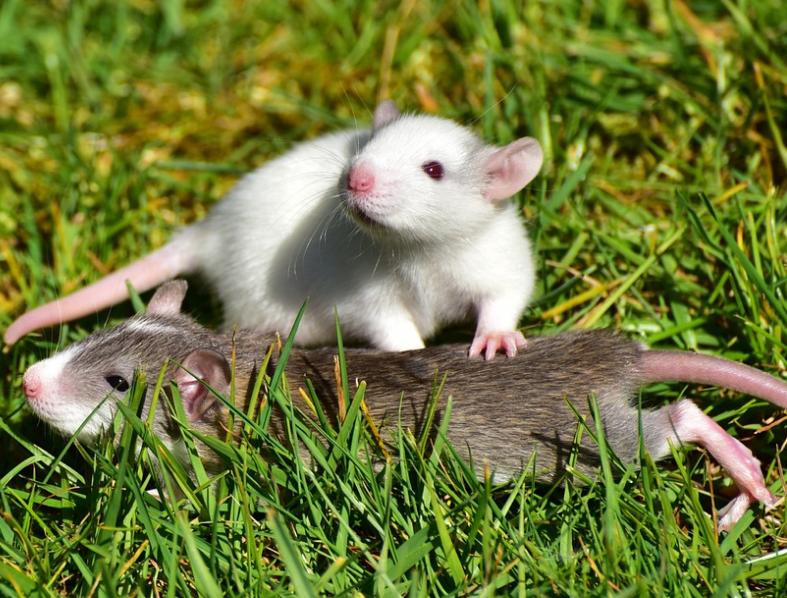 老鼠会爬上床吗,老鼠上床怎么办