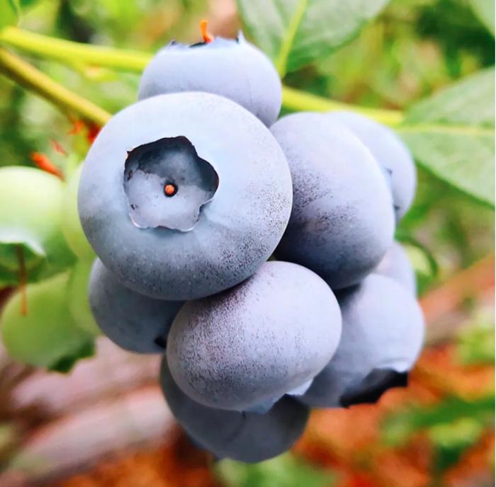 鲜榨蓝莓汁纯蓝莓,蓝莓原汁功效