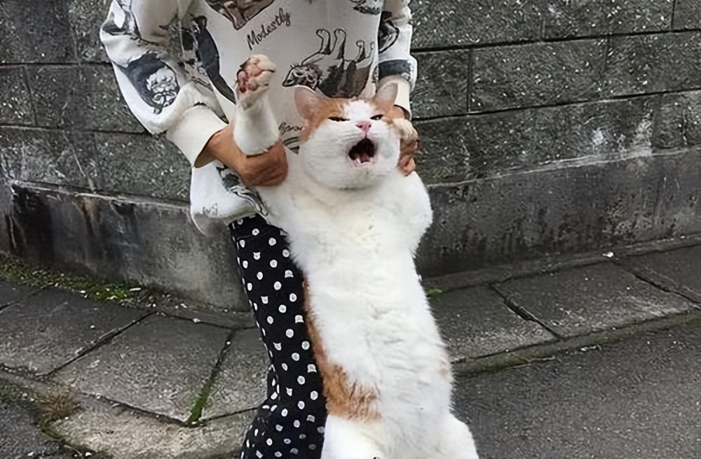 有几种行为让猫咪以为你不要它了,猫咪的这些坏习惯真的很令人头疼