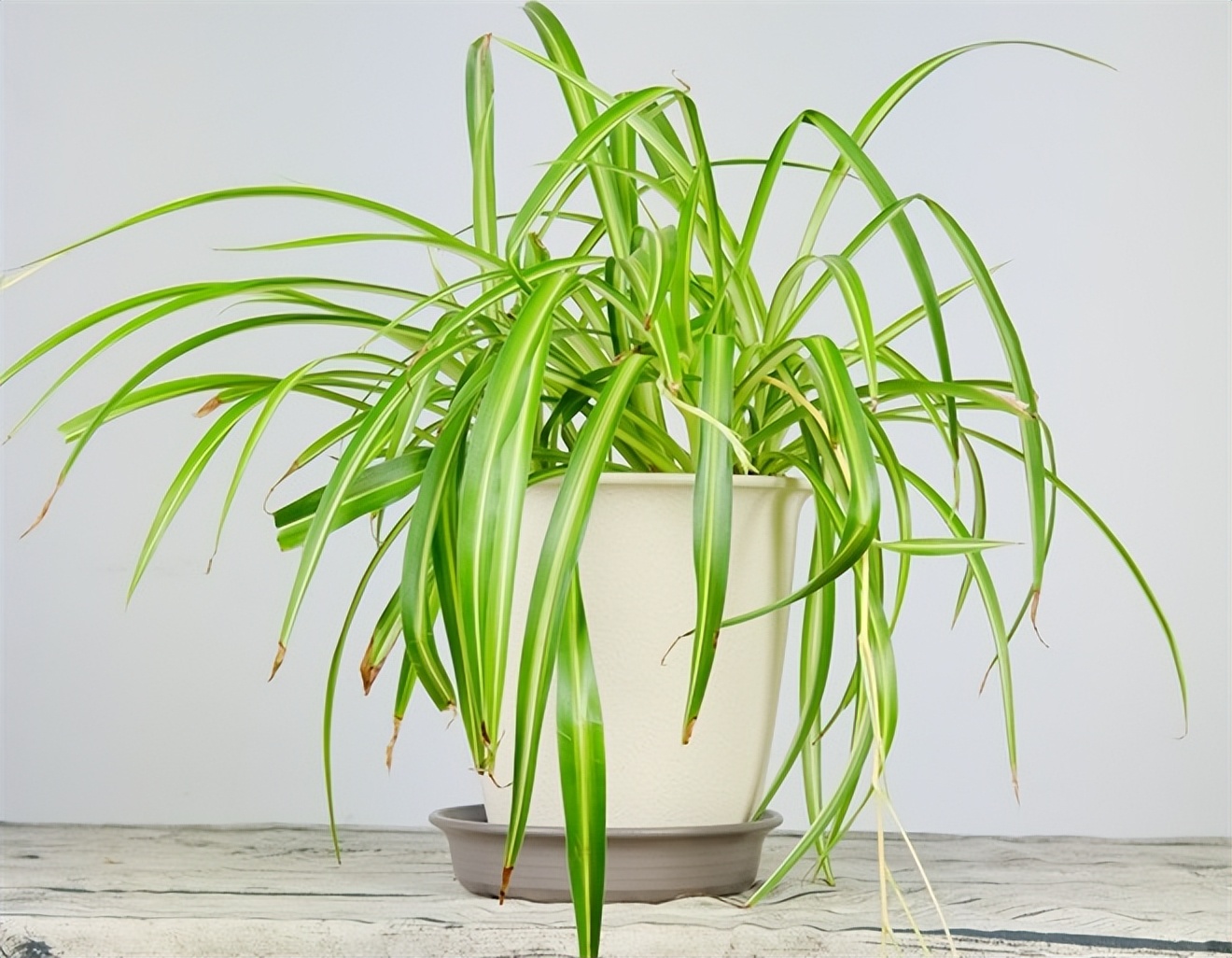 可以去除甲醛的植物有哪些,除甲醛最好的植物是哪些