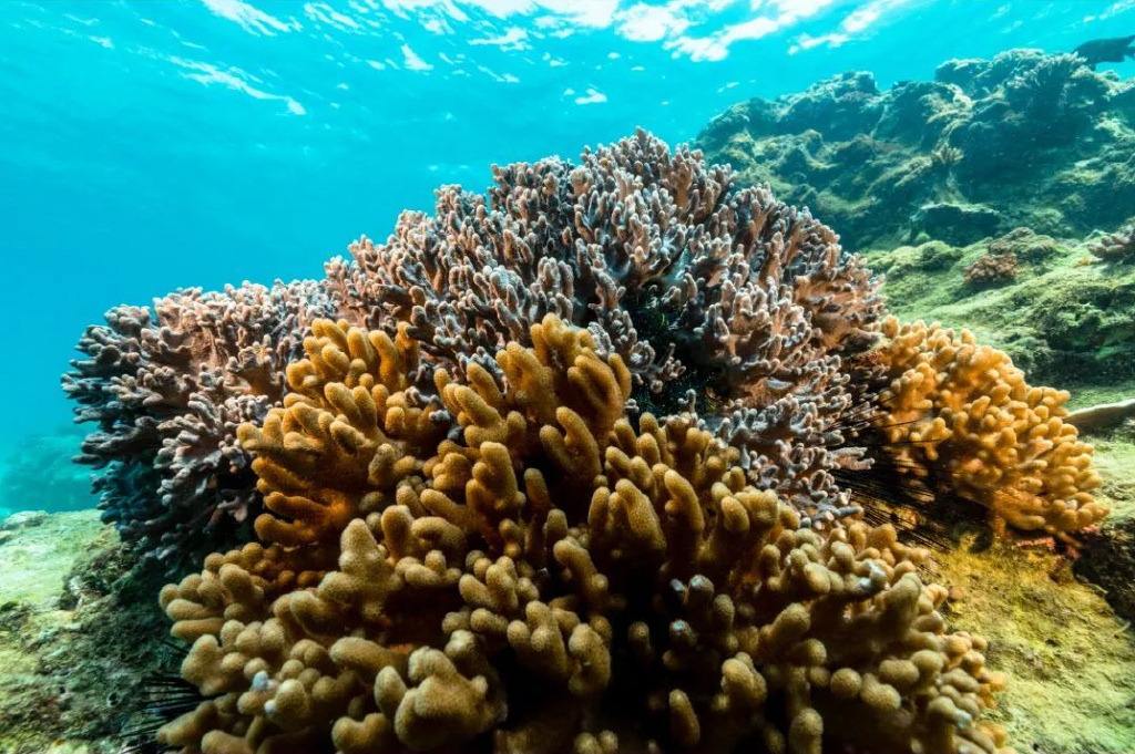 海南分界洲岛旅游区的个人主页,海南省分界洲岛海钓会所