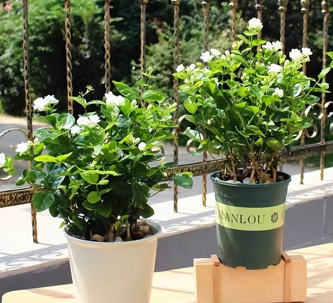 又香又适合阳台养的花,什么带香味的花室内养好看