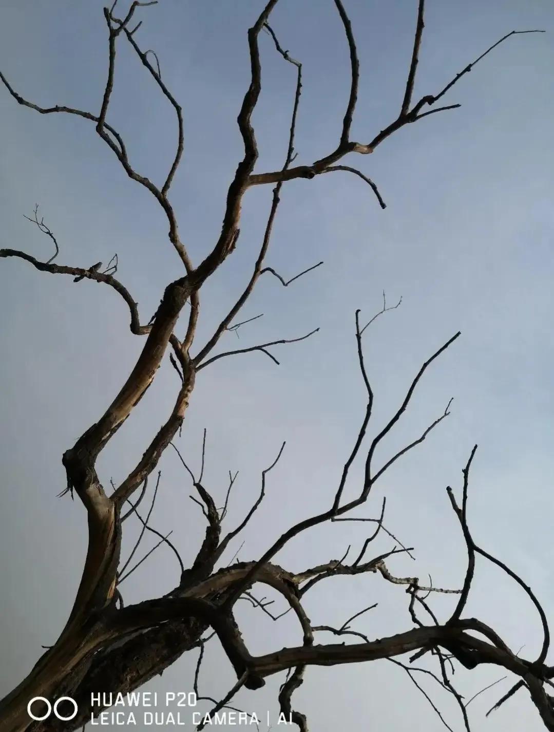 成武县古树,临武县古树