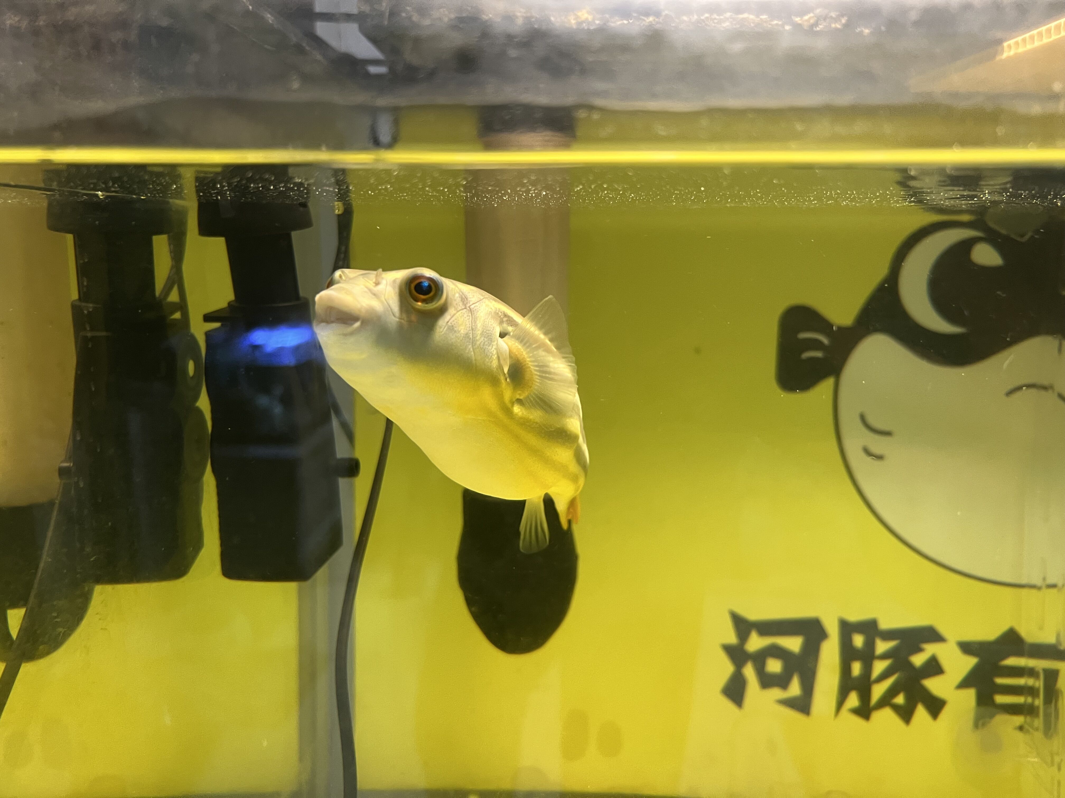 新手买鱼和鱼缸怎么买,150的鱼缸适合新手养的鱼