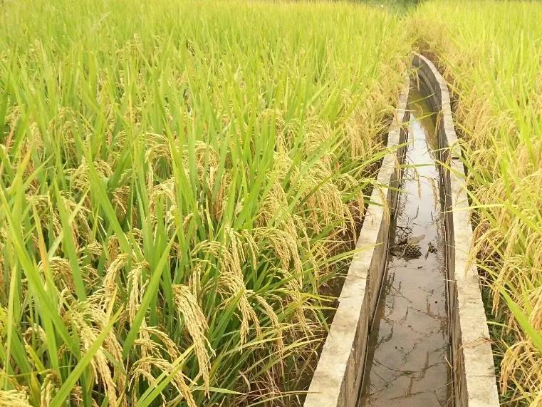 徐家民的创业故事：一伙大学生扎根稻田