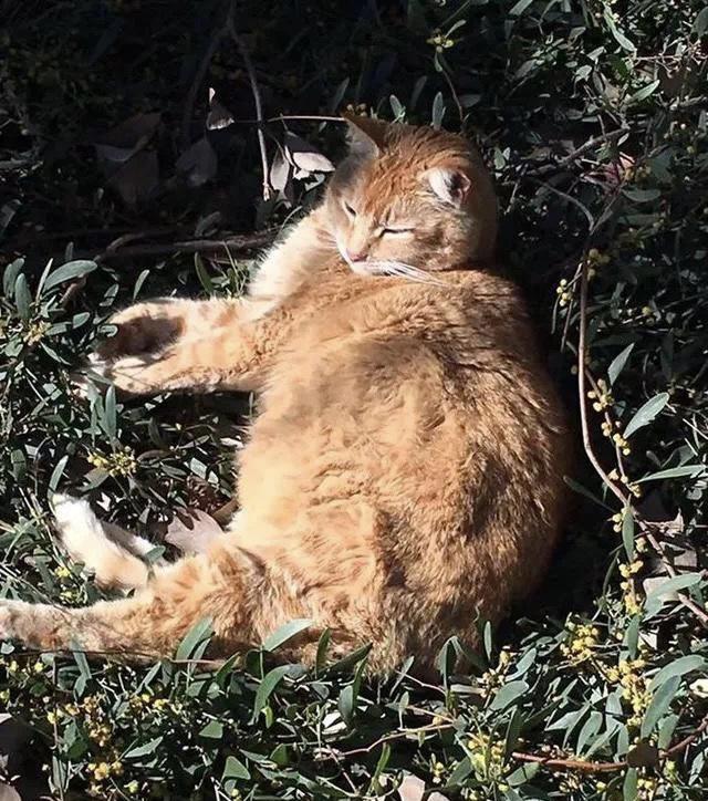 20多斤巨型橘猫,20斤的流浪橘猫