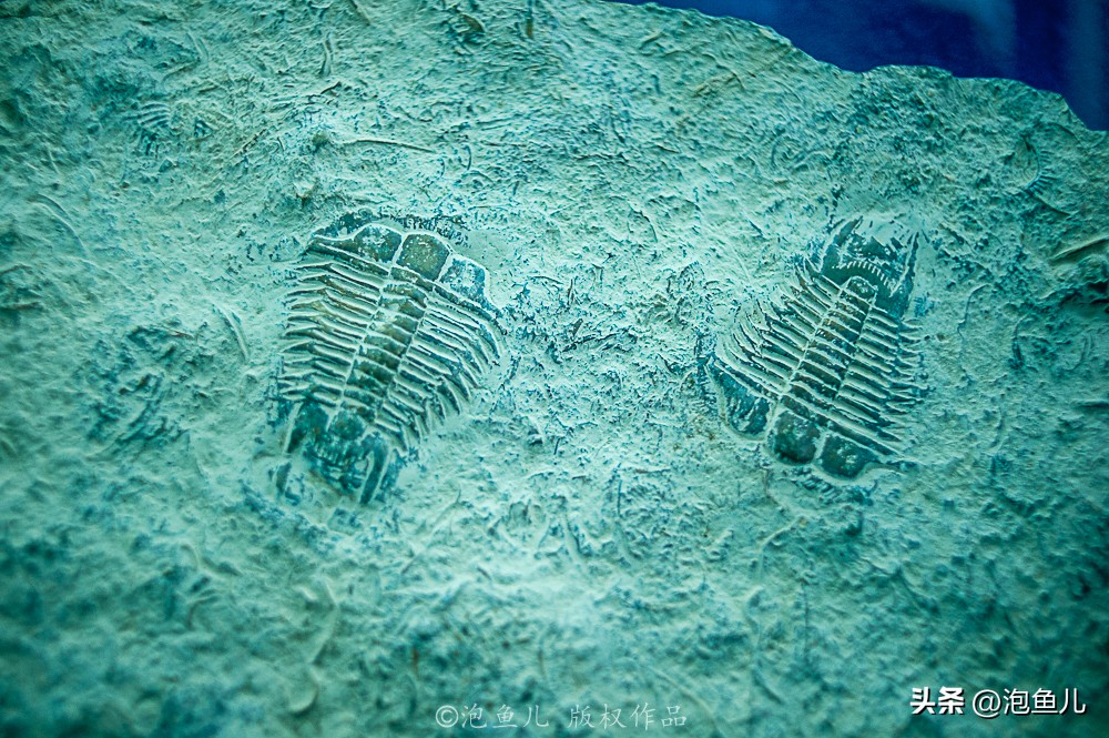 湖北大山发现30万枚恐龙蛋！村民竟拿去垒猪圈，这也太魔幻了吧