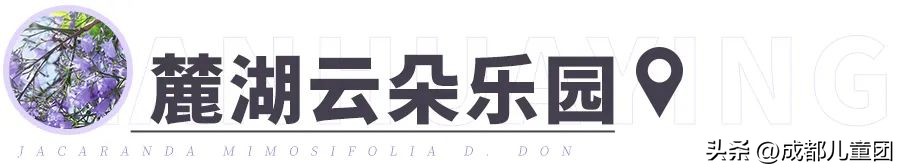 成都武晋路蓝花楹,昆明街头蓝花楹绽放成梦幻花海