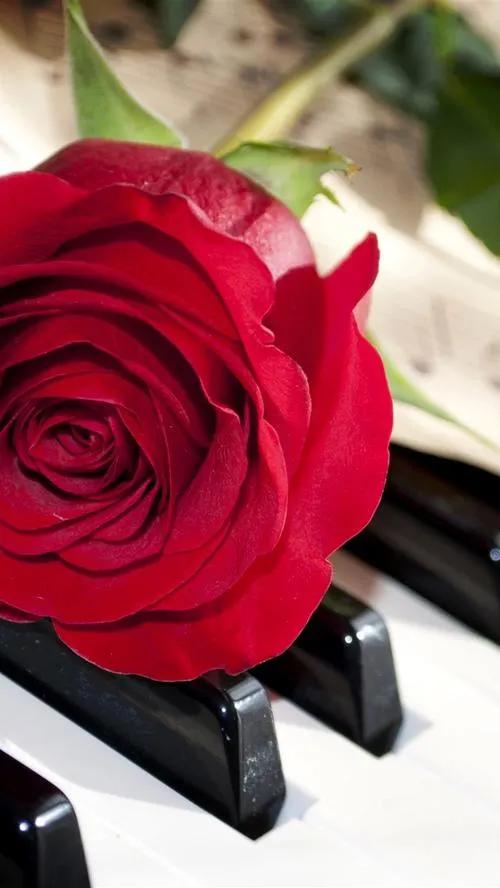 520浪漫玫瑰花壁纸,红玫瑰花壁纸大图