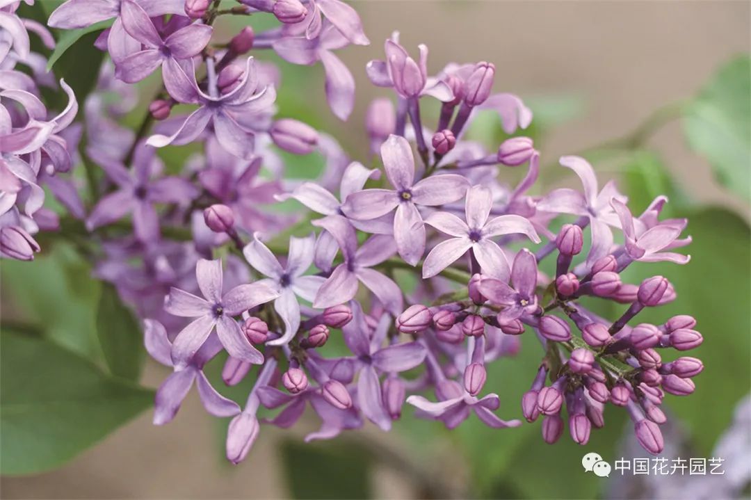 “全能型”乡土植物——丁香|“小众精英”专题